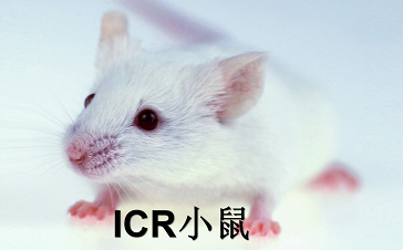 ICR小鼠