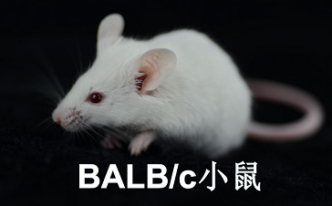 BALB/c小鼠